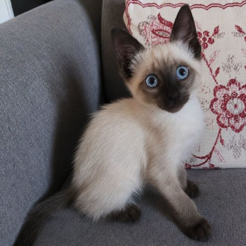 Chaton bully