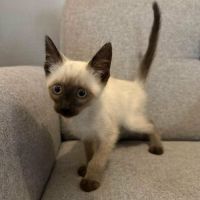 Chaton bully #1