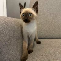 Chaton bully #3