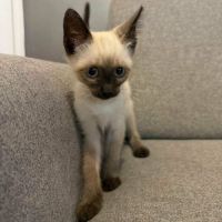 Chaton bully #4