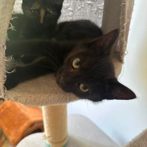 Jasmin et marguerite, adorable duo à l'adoption #4