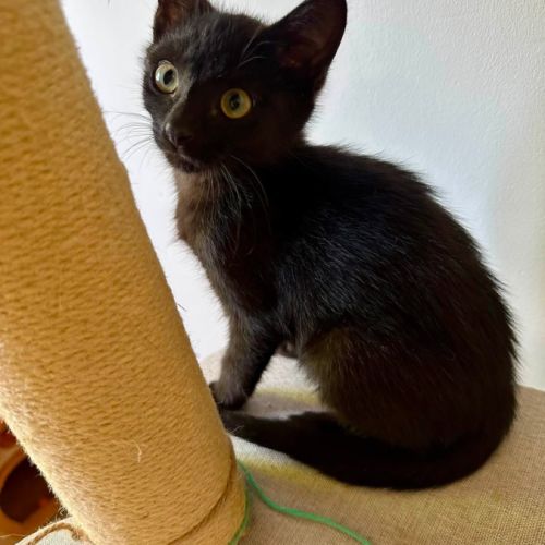 Jasmin et marguerite, adorable duo à l'adoption #5