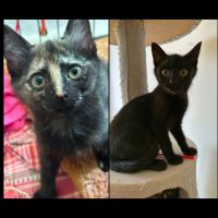 Jasmin et marguerite, adorable duo à l'adoption