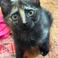 Jasmin et marguerite, adorable duo à l'adoption #3