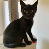 Jasmin et marguerite, adorable duo à l'adoption #6