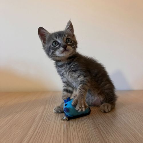 Borsalino, adorable chaton à l'adoption #1
