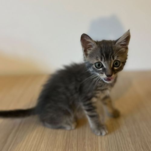 Borsalino, adorable chaton à l'adoption