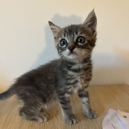 Borsalino, adorable chaton à l'adoption #3