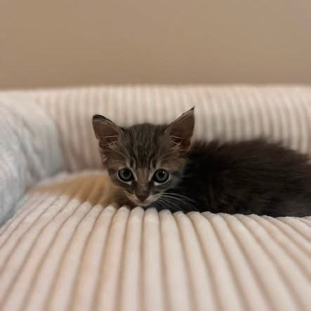 Borsalino, adorable chaton à l'adoption #4