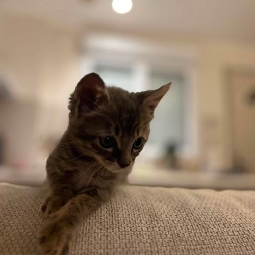 Borsalino, adorable chaton à l'adoption #5