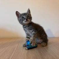 Borsalino, adorable chaton à l'adoption #1