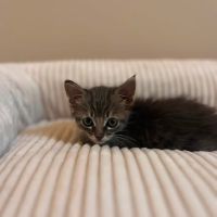 Borsalino, adorable chaton à l'adoption #4