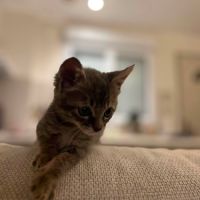 Borsalino, adorable chaton à l'adoption #5