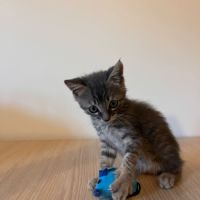 Borsalino, adorable chaton à l'adoption #6