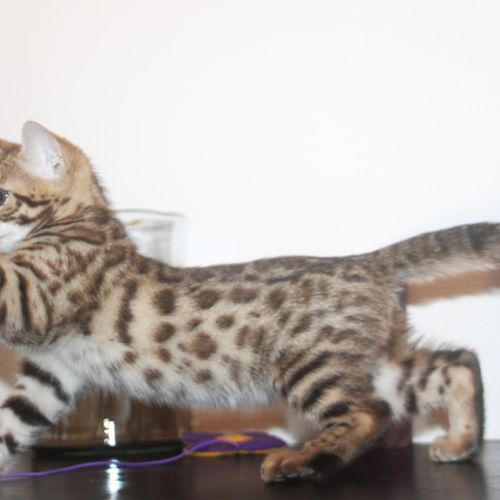 Superbes chatons bengal loof #0