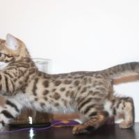 Superbes chatons bengal loof