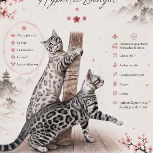 Chaton bengal loof black silver #0