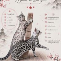 Chaton bengal loof black silver