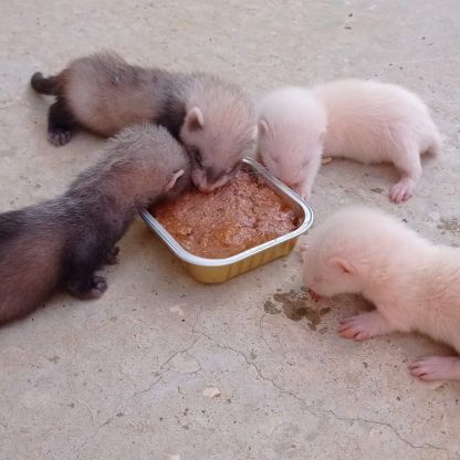 Furets à réserver
