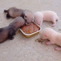 Furets à réserver
