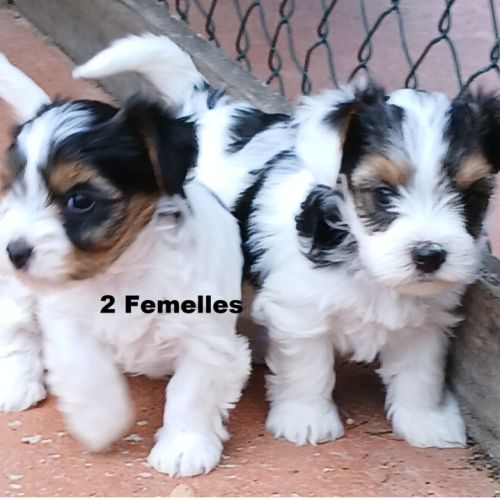 York biewer chiots #2