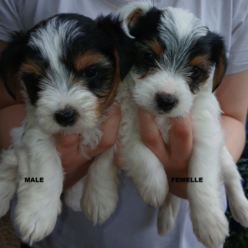 York biewer chiots #0