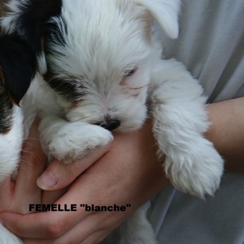 York biewer chiots #4