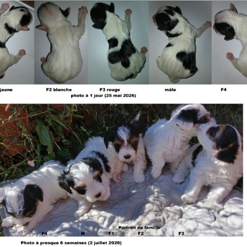 York biewer chiots #5