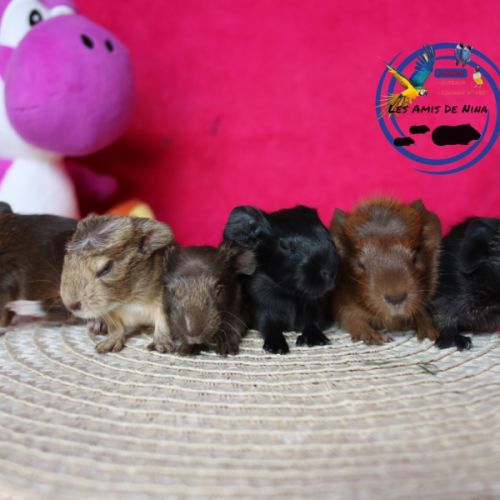Cochons d'inde #2