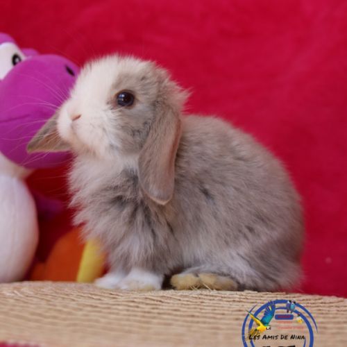 Lapins mini lop #1