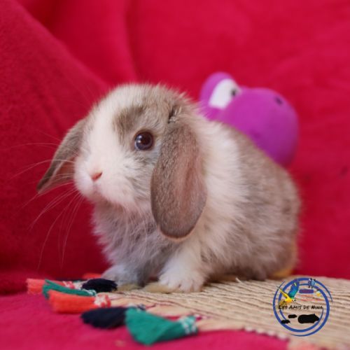Lapins mini lop