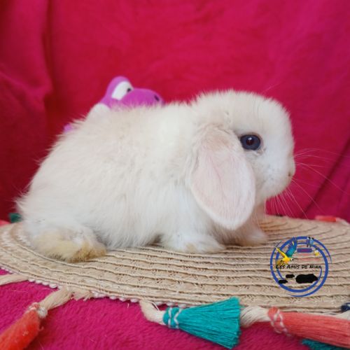 Lapins mini lop #5