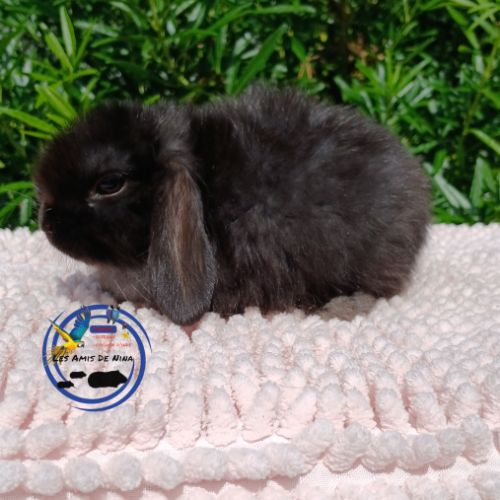 Lapins mini lop #7