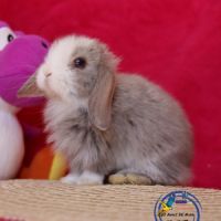 Lapins mini lop #1