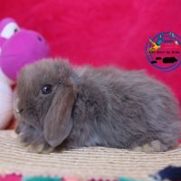 Lapins mini lop #2