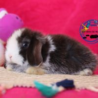 Lapins mini lop #3