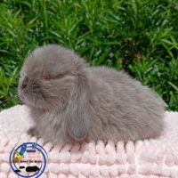 Lapins mini lop #6