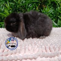 Lapins mini lop #7