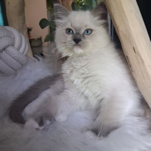 Magnifiques chatons - 2 femelles - ragdoll loof #1