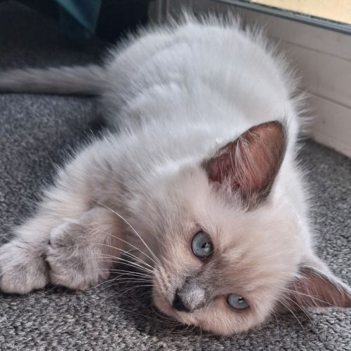 Magnifiques chatons - 2 femelles - ragdoll loof #2