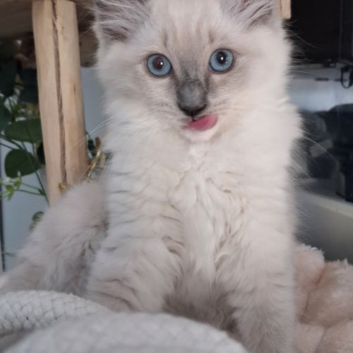 Magnifiques chatons - 2 femelles - ragdoll loof #3