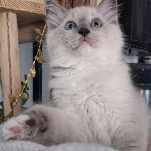 Magnifiques chatons - 2 femelles - ragdoll loof #5