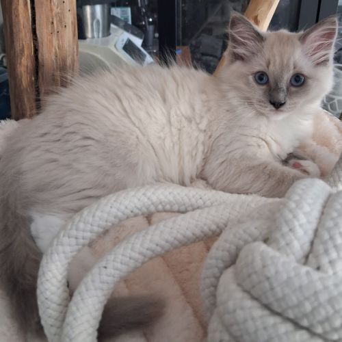 Magnifiques chatons - 2 femelles - ragdoll loof #6