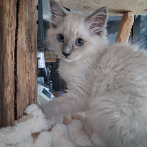 Magnifiques chatons - 2 femelles - ragdoll loof #7