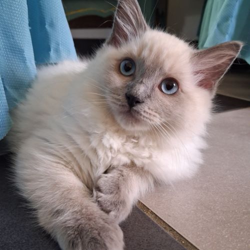 Magnifiques chatons - 2 femelles - ragdoll loof #8