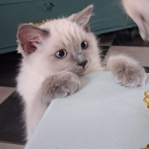 Magnifiques chatons - 2 femelles - ragdoll loof #9