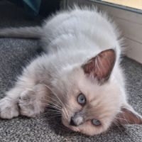 Magnifiques chatons - 2 femelles - ragdoll loof #2