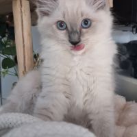 Magnifiques chatons - 2 femelles - ragdoll loof #3