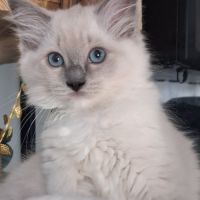 Magnifiques chatons - 2 femelles - ragdoll loof