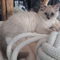 Magnifiques chatons - 2 femelles - ragdoll loof #6